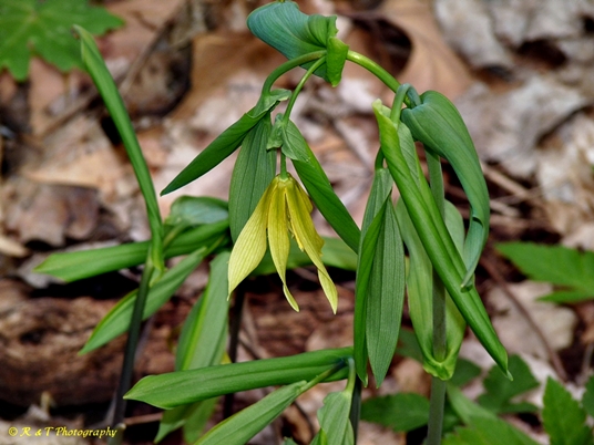{Uvularia grandiflora}